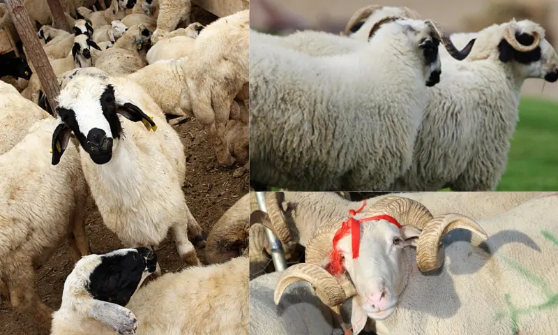 Akika Kurbanı ile Hayata Bereketli Bir Başlangıç