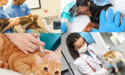 Veterinerlik: Hayvan Sağlığını Koruma ve Tedavi Mesleği
