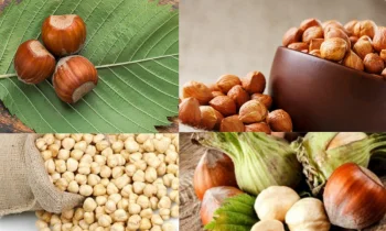 Hazelnuts (Fındıklar) Nasıl Tüketilir?