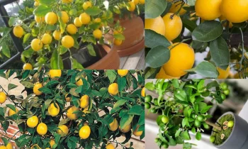 Limon Ağacının Temel Bakım İhtiyaçları ve Önemi